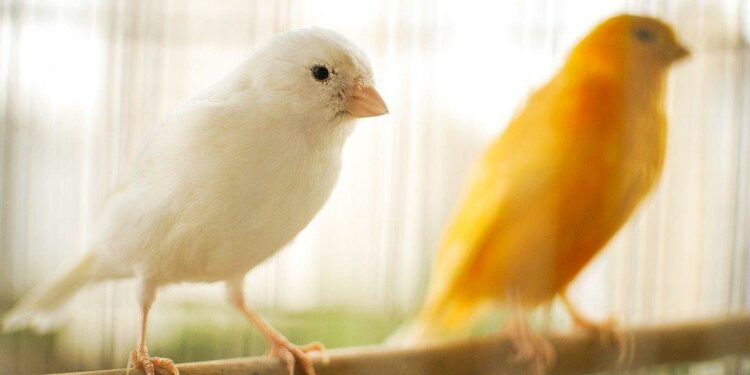 Où acheter un canari bleu ?