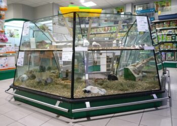 Où acheter un chinchilla ?