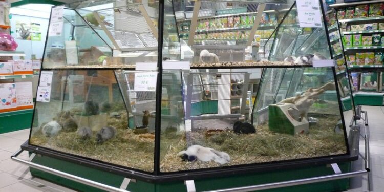 Où acheter un chinchilla ?