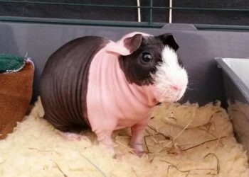 Où acheter un cochon d'Inde à Paris ?