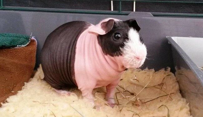 Où acheter un cochon d'Inde à Paris ?