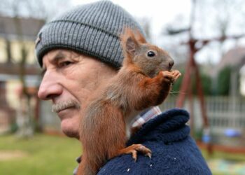Où acheter un écureuil domestique ?