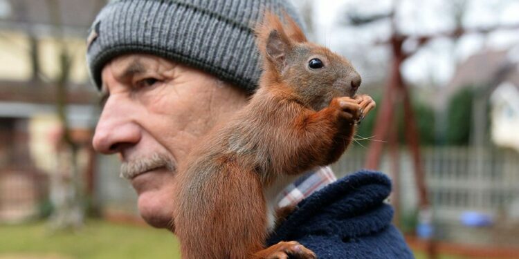 Où acheter un écureuil domestique ?