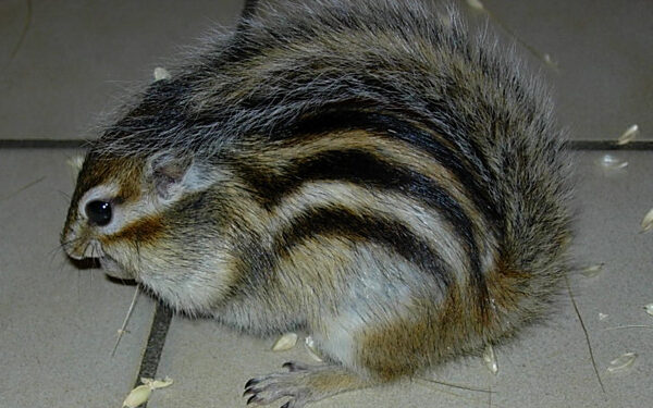 Où acheter un écureuil roux ?