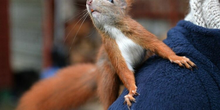 Où acheter un écureuil roux ?