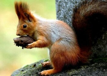 Où acheter un écureuil roux ?