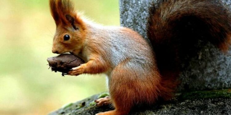 Où acheter un écureuil roux ?