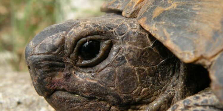 Où acheter une petite tortue ?