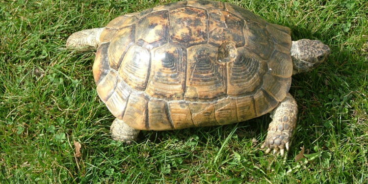 Où acheter une petite tortue ?