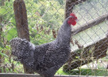 Où acheter une poule coucou ?