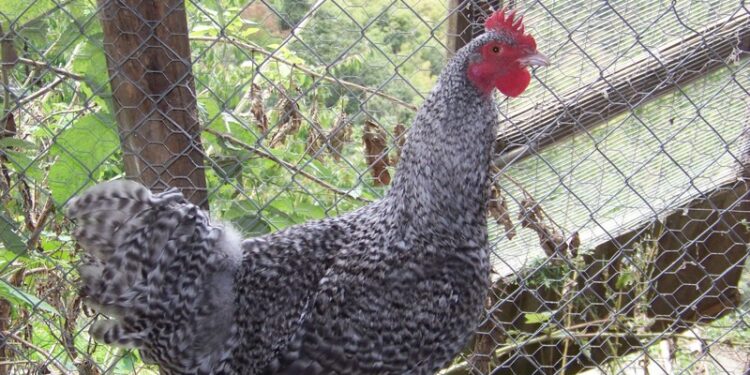 Où acheter une poule coucou ?