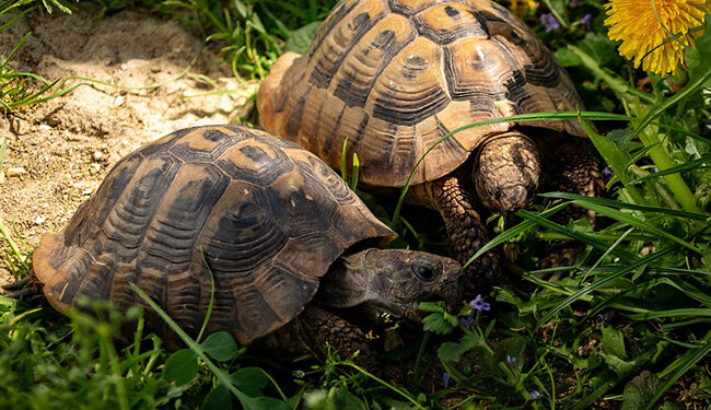 Où acheter une tortue ?