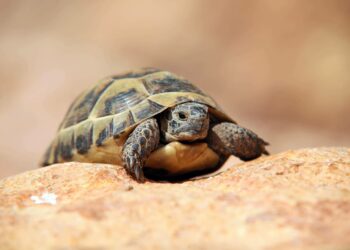 Où acheter une tortue de jardin ?