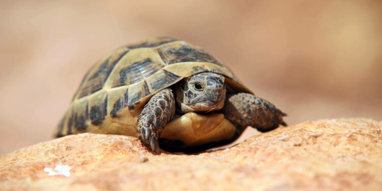 Où acheter une tortue de jardin ?