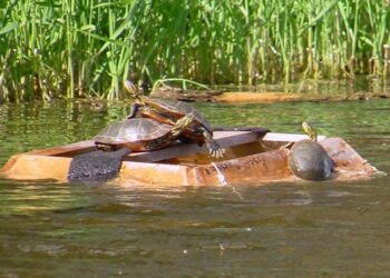 Où acheter une tortue de jardin ?
