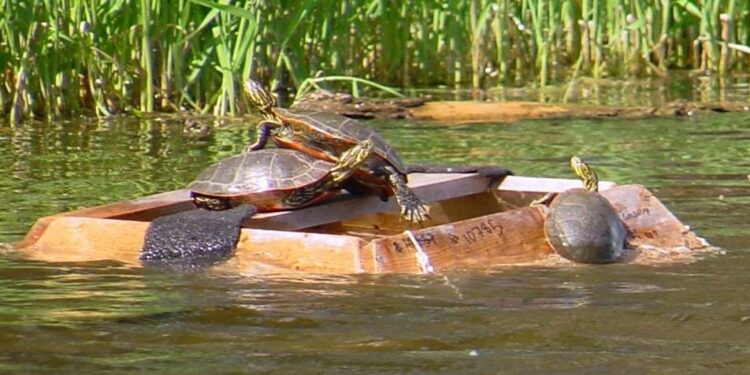 Où acheter une tortue de jardin ?