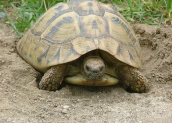 Où acheter une tortue de jardin ?