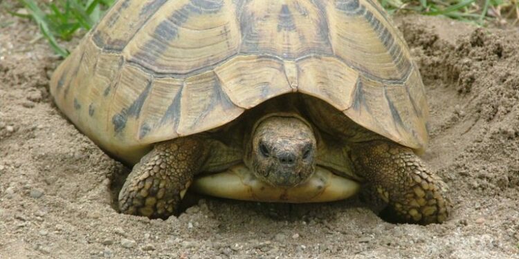 Où acheter une tortue de jardin ?