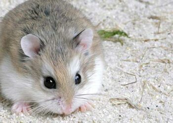 Ou adopter son hamster ?