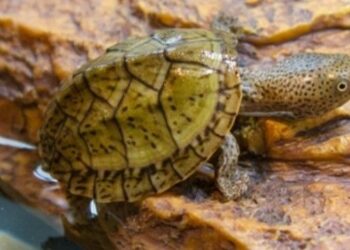 Ou adopter tortue hermann ?