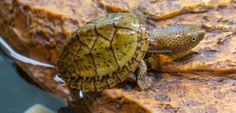 Ou adopter tortue hermann ?