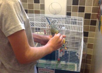 Ou caresser les perruche ?