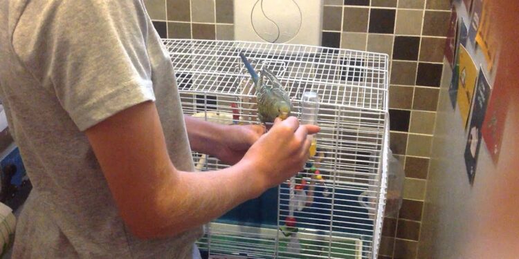 Ou caresser les perruche ?