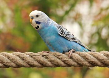 Ou caresser les perruche ?