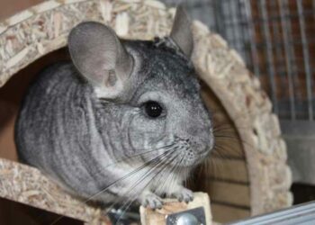 Ou caresser un chinchilla ?