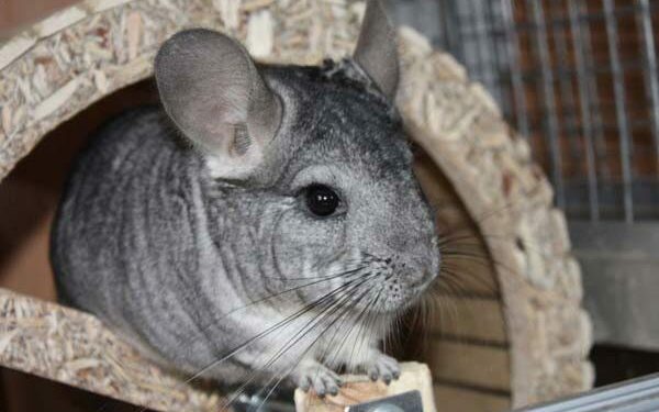 Ou caresser un chinchilla ?