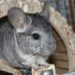 Ou caresser un chinchilla ?