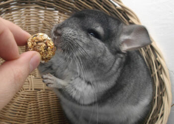 Ou caresser un chinchilla ?