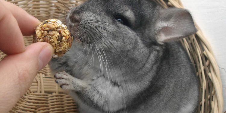 Ou caresser un chinchilla ?