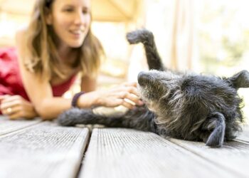 Ou caresser un chinchilla ?
