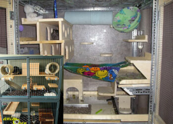 Ou caresser un chinchilla ?