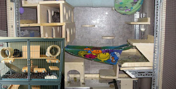 Ou caresser un chinchilla ?