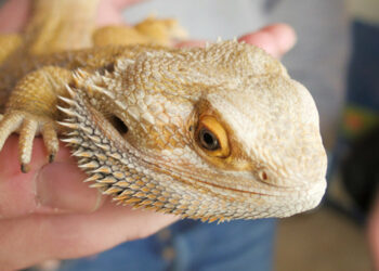 Ou caresser un pogona ?