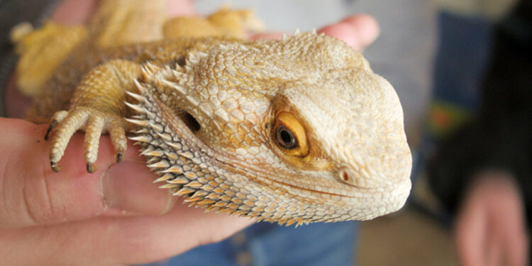 Ou caresser un pogona ?