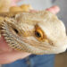 Ou caresser un pogona ?
