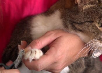 Où couper les griffes d'un chaton ?