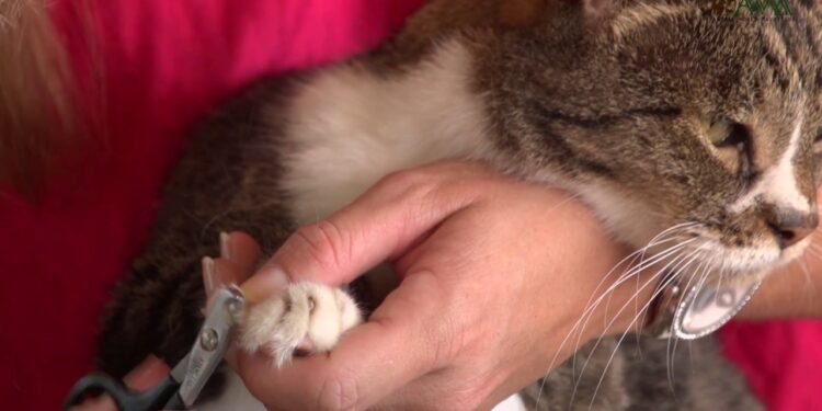 Où couper les griffes d'un chaton ?