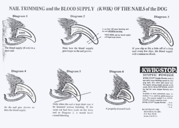 Où couper les ongles de lapin ?