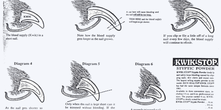 Où couper les ongles de lapin ?