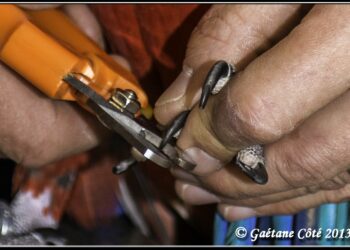 Où couper les ongles d'un perroquet ?