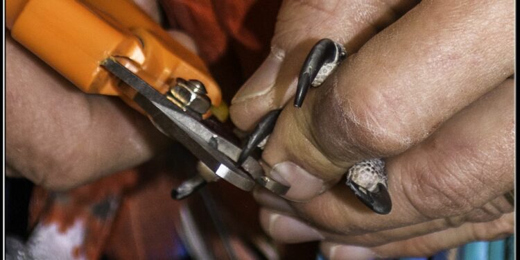 Où couper les ongles d'un perroquet ?