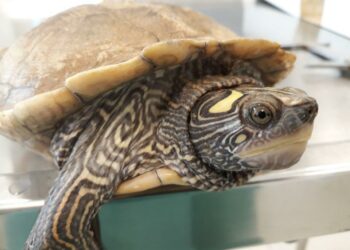 Où donner une tortue de Floride ?