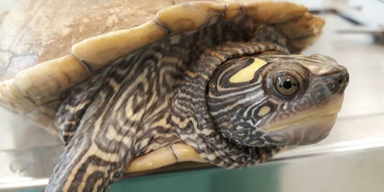 Où donner une tortue de Floride ?