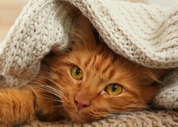 Où dorment les chats dehors ?