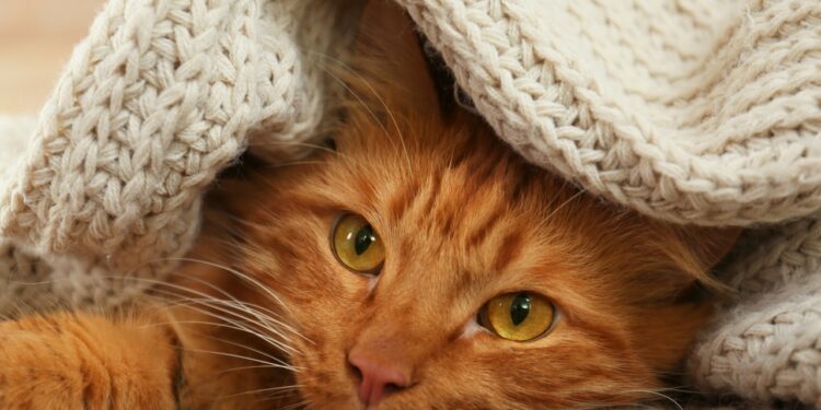 Où dorment les chats dehors ?