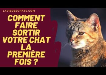 Où dorment les chats errants en hiver ?